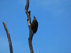 Melanerpes radiolatus