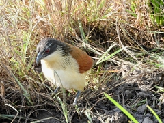 Centropus superciliosus