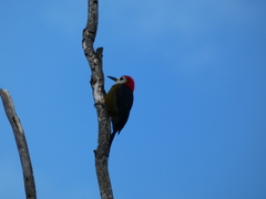 Melanerpes radiolatus