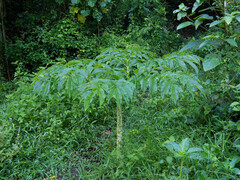 Amorphophallus paeoniifolius