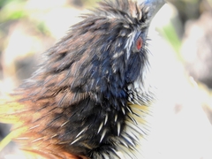 Centropus superciliosus