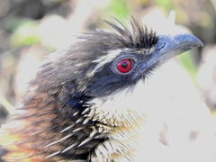 Centropus superciliosus