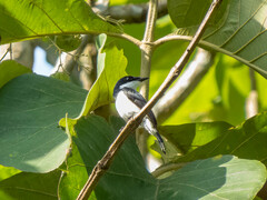 Hemipus hirundinaceus