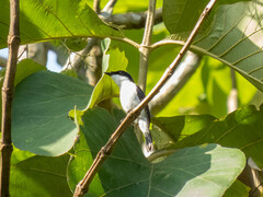 Hemipus hirundinaceus