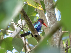 Halcyon cyanoventris