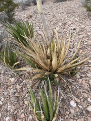 Agave lechuguilla