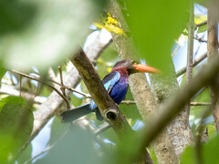 Halcyon cyanoventris