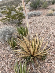 Agave lechuguilla