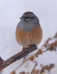 Emberiza godlewskii