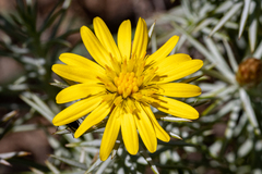 Oedera fruticosa