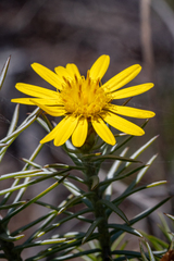 Oedera fruticosa