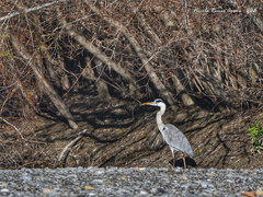 Ardea cinerea