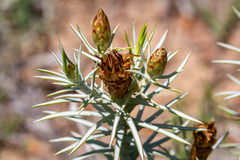 Oedera fruticosa