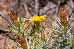 Oedera fruticosa