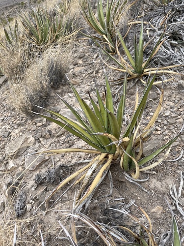 lechuguilla