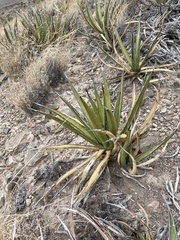Agave lechuguilla