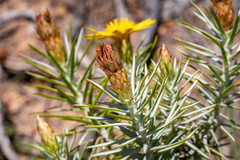 Oedera fruticosa