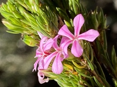 Acmadenia obtusata