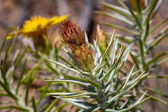 Oedera fruticosa
