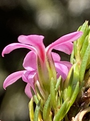 Acmadenia obtusata