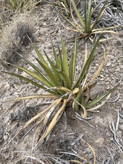 Agave lechuguilla