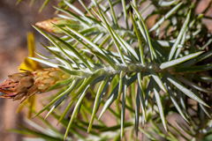 Oedera fruticosa