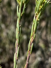 Acmadenia obtusata