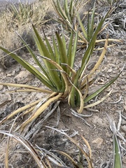 Agave lechuguilla
