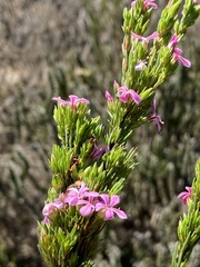 Acmadenia obtusata