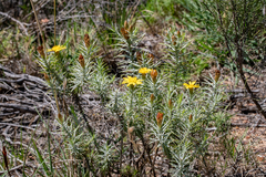 Oedera fruticosa