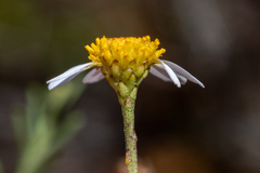 Cymbopappus adenosolen