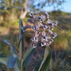 Asclepias glaucescens