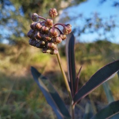 Asclepias glaucescens