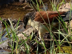 Centropus superciliosus