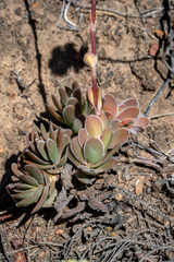 Crassula ciliata