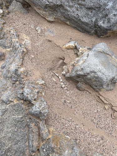 Greater Earless Lizard