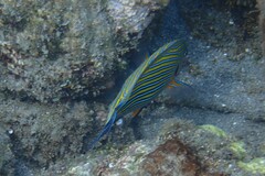 Acanthurus lineatus