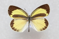 Eurema daira daira