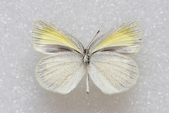 Eurema daira daira