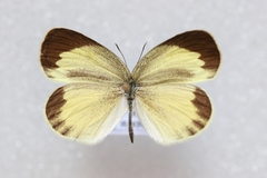 Eurema daira daira