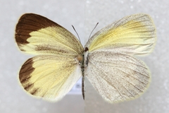 Eurema daira daira
