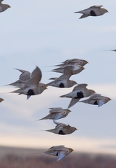 Syrrhaptes paradoxus