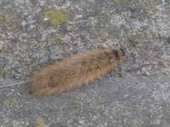 Phragmatobia