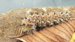 Holocerina smilax