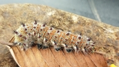 Holocerina smilax