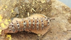 Holocerina smilax