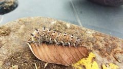 Holocerina smilax