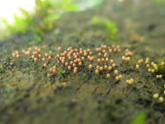 Stilbocrea gracilipes