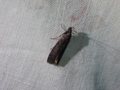 Grapholita funebrana