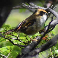 Aphrastura spinicauda